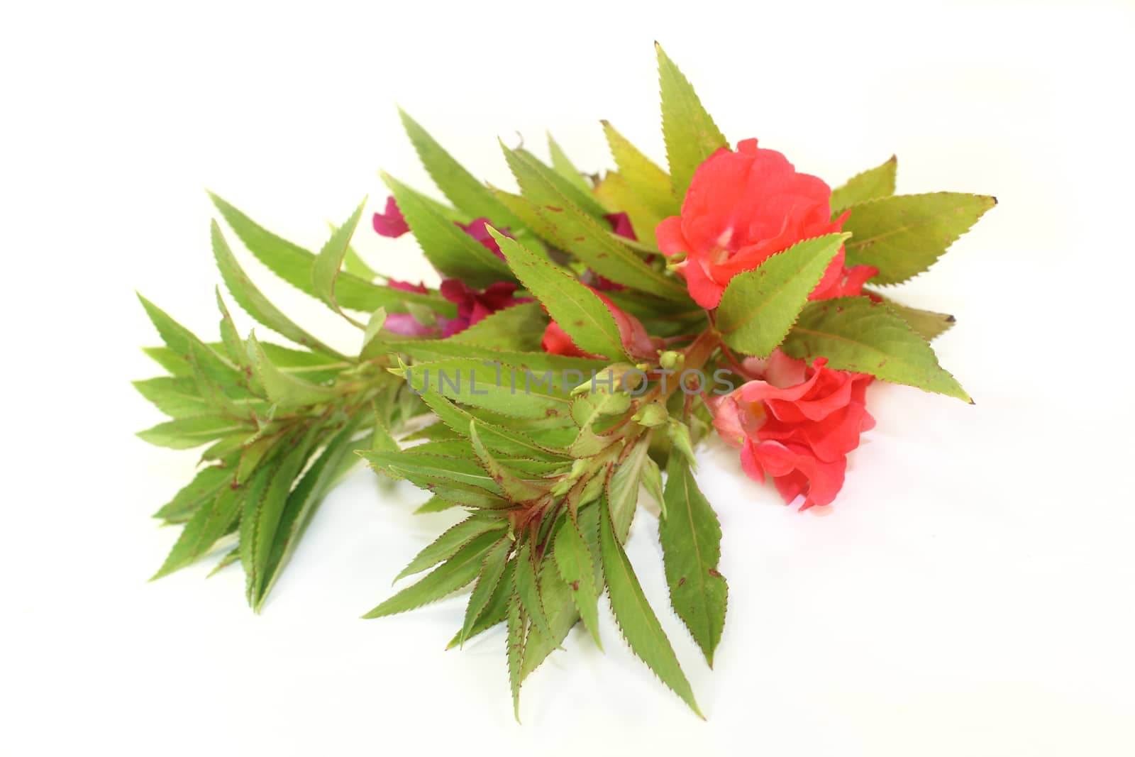 Chinese medicinal herb on a white background