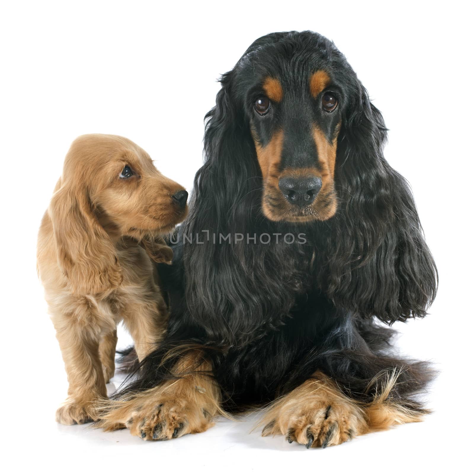 portrait of a  purebred puppy and adult english cocker in a studio