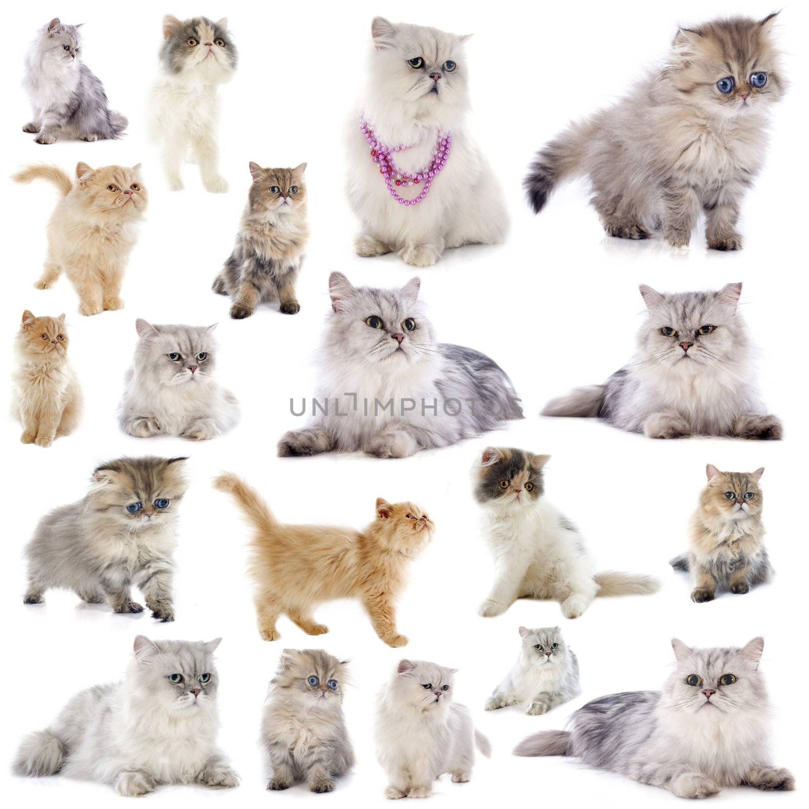 persian cats by cynoclub