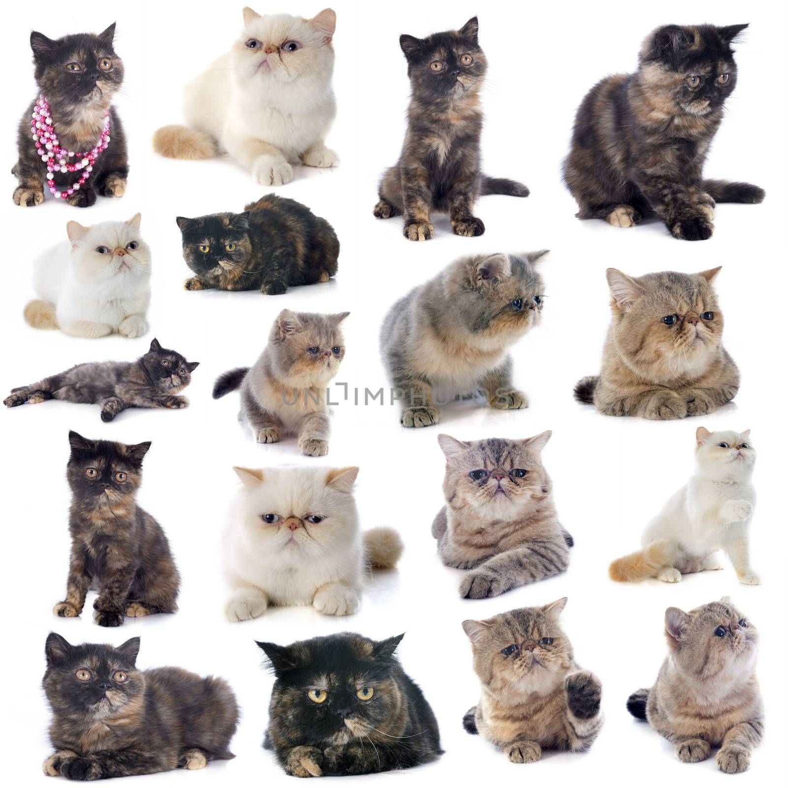 exotic shorthair cats in front of a white background