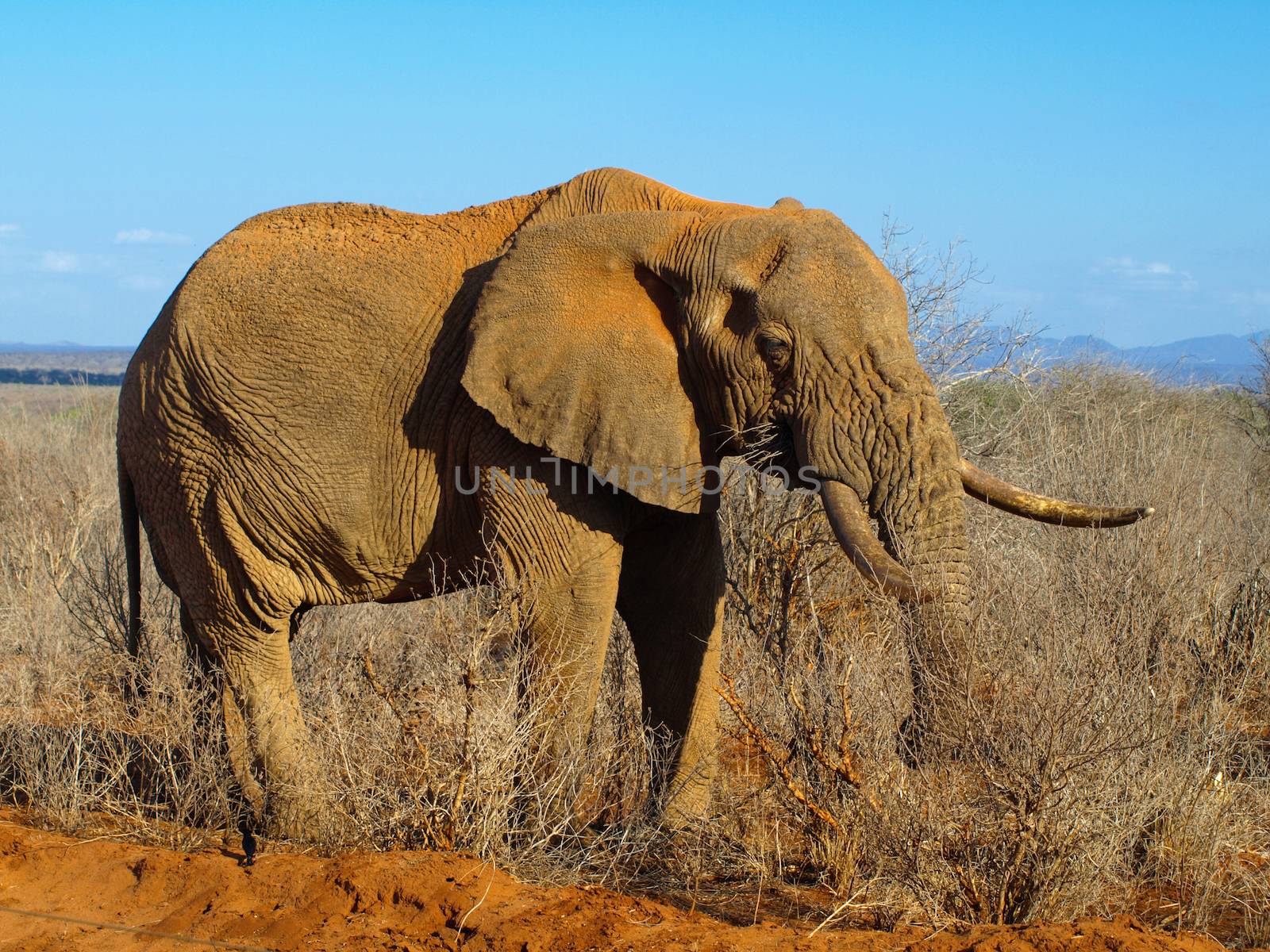 Old wrinkled elephant standing in african bush