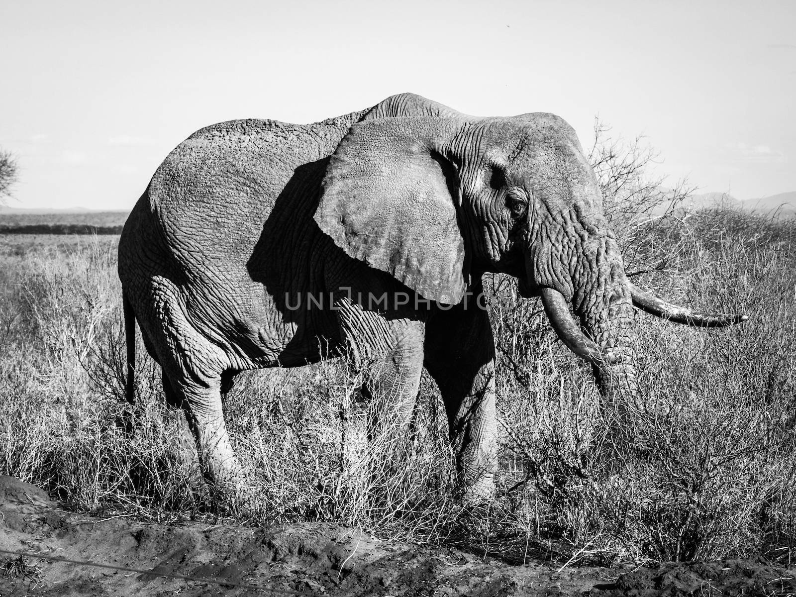 Old wrinkled elephant standing in african bush