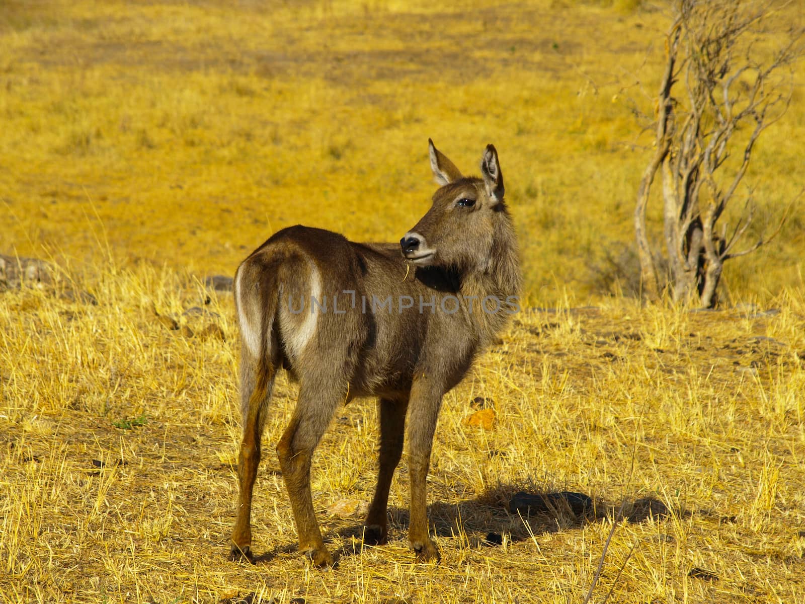 Young waterbuck by pyty