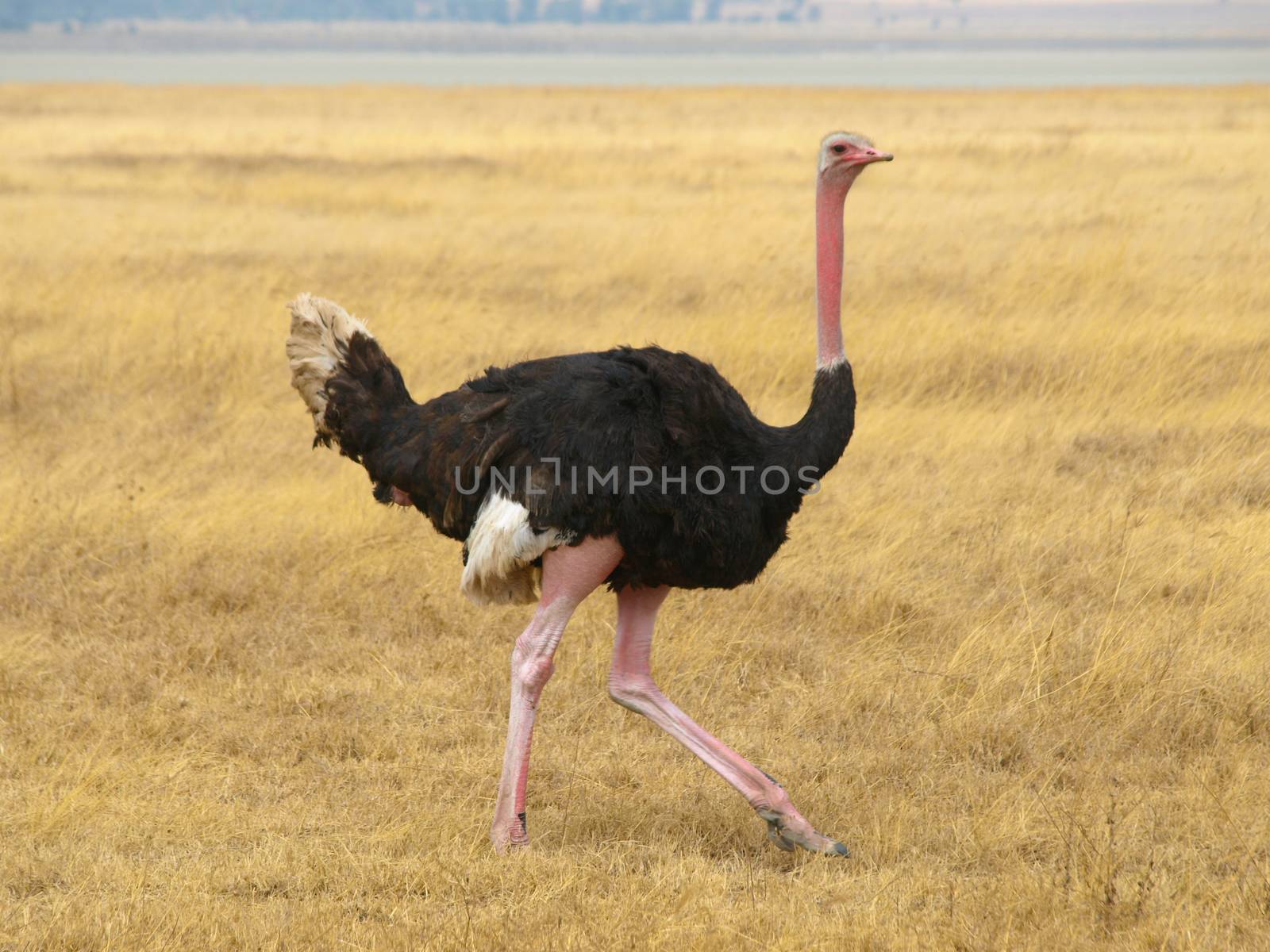 Ostrich by pyty