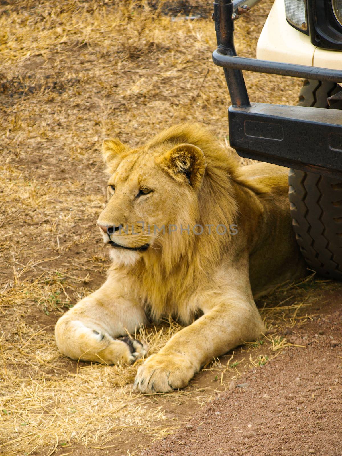 Lion lying in front of the jeep as a guard