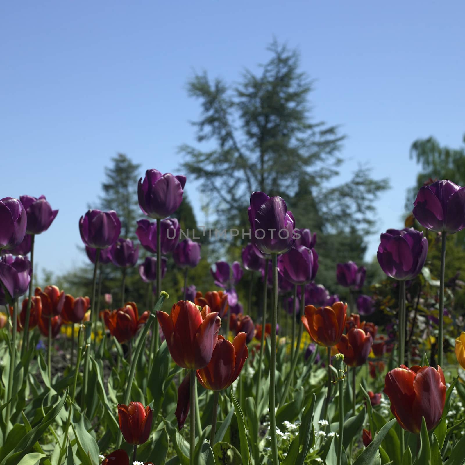 Red and purple tulips in a field