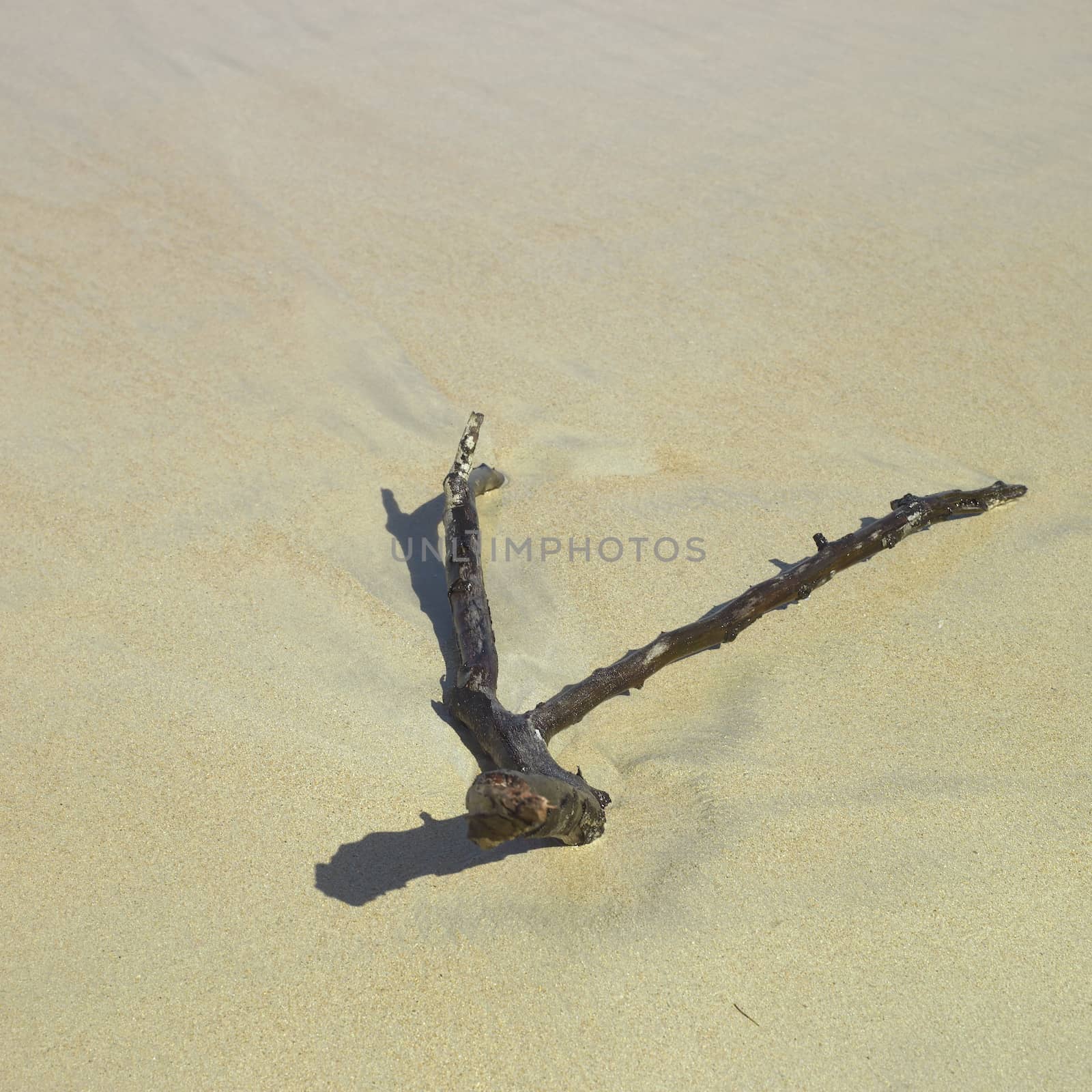 Branch on sand by mmm
