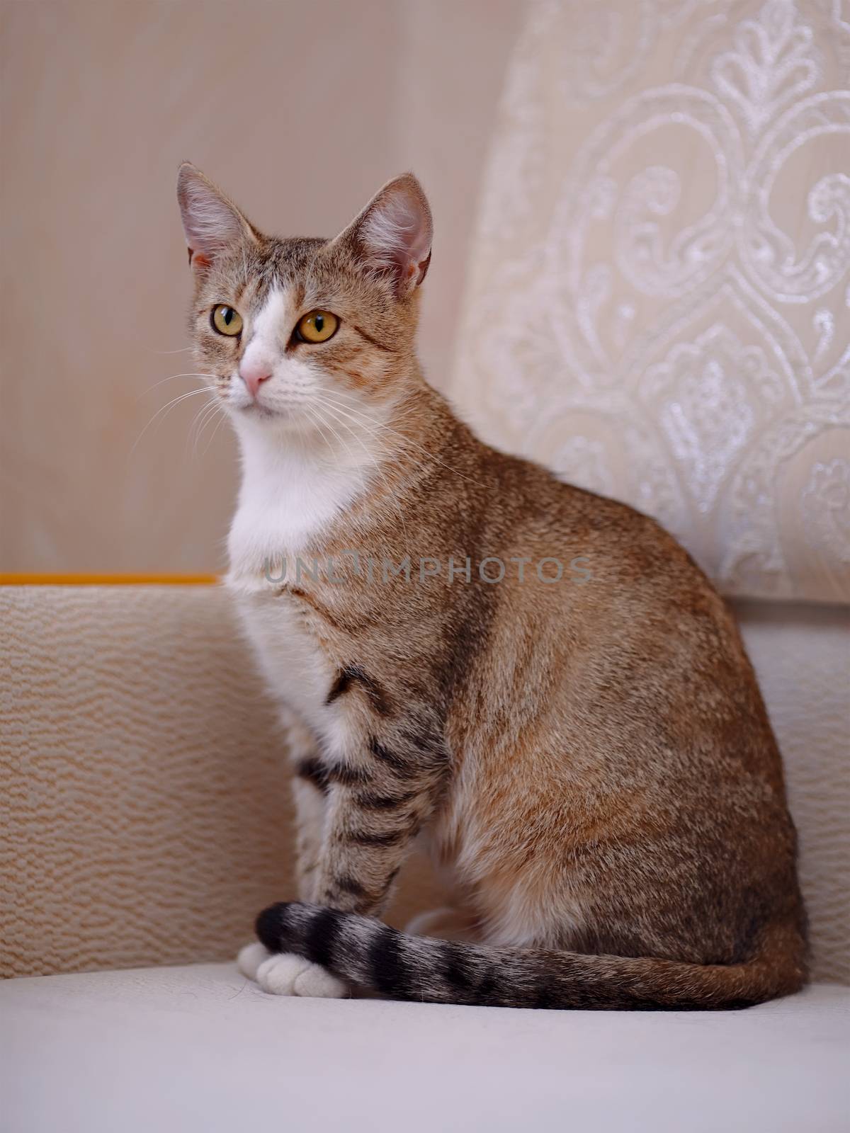 Multi-colored cat with yellow eyes. by Azaliya
