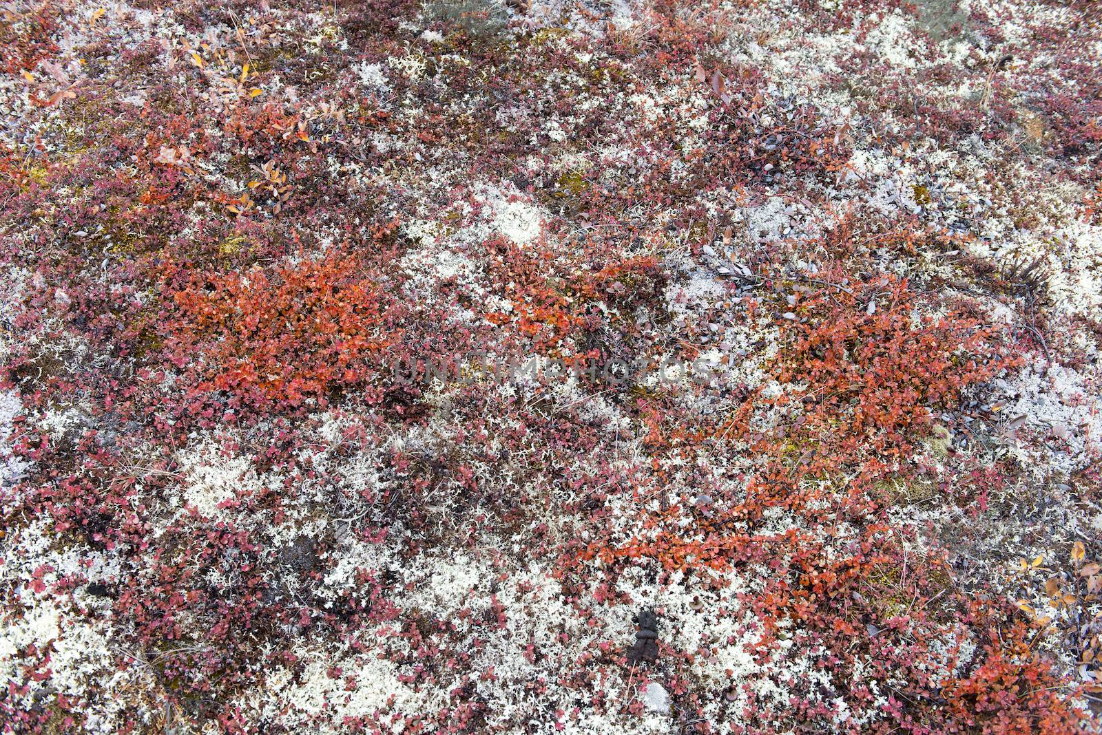 Arctic tundra vegetation by Arrxxx