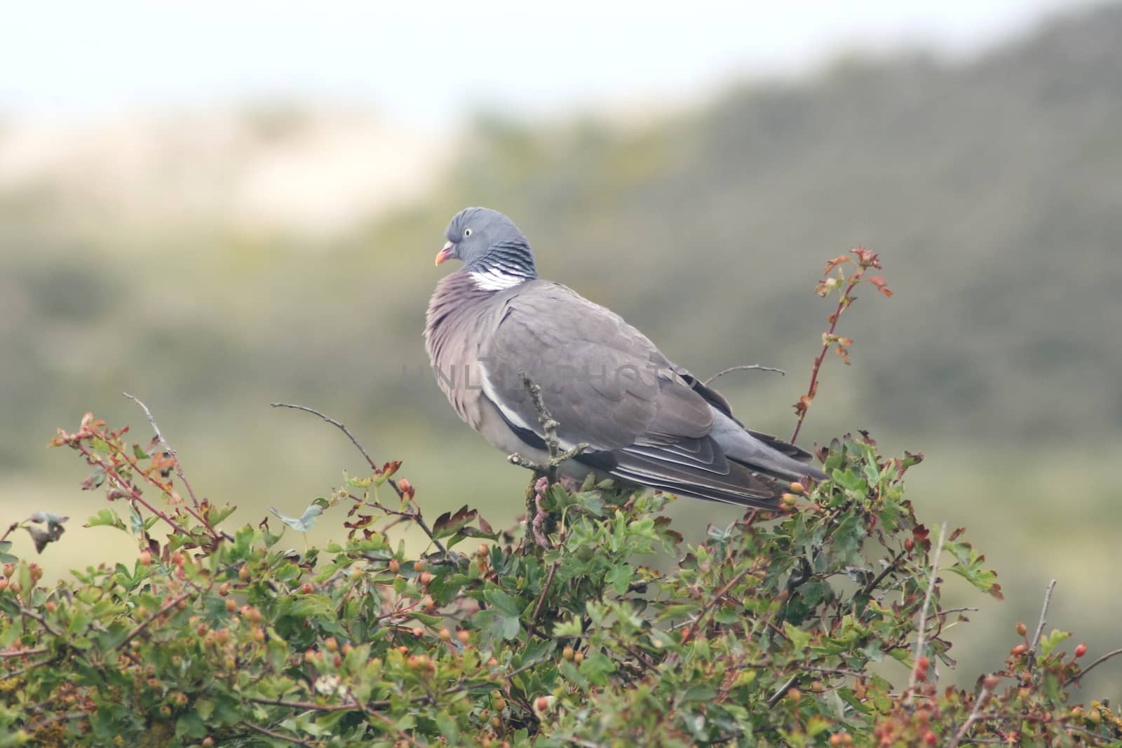 a wood pigeon (Columba palumbus) sits on top of a tree