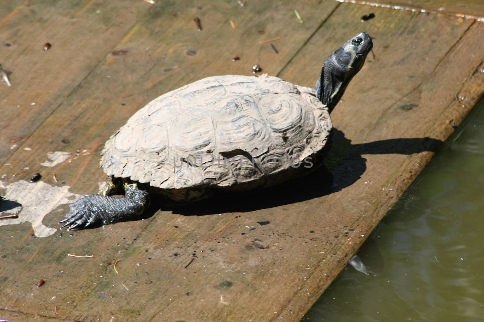 European pond turtle (Emys orbicularis), while sunbathing on a boardwalk