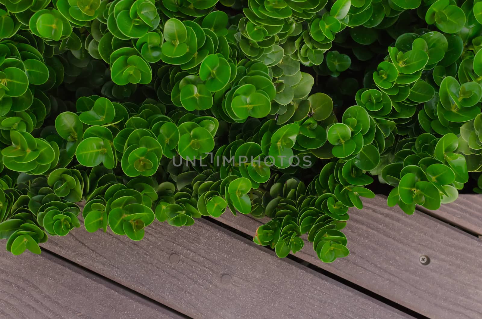Little plant on wood background by nopparats