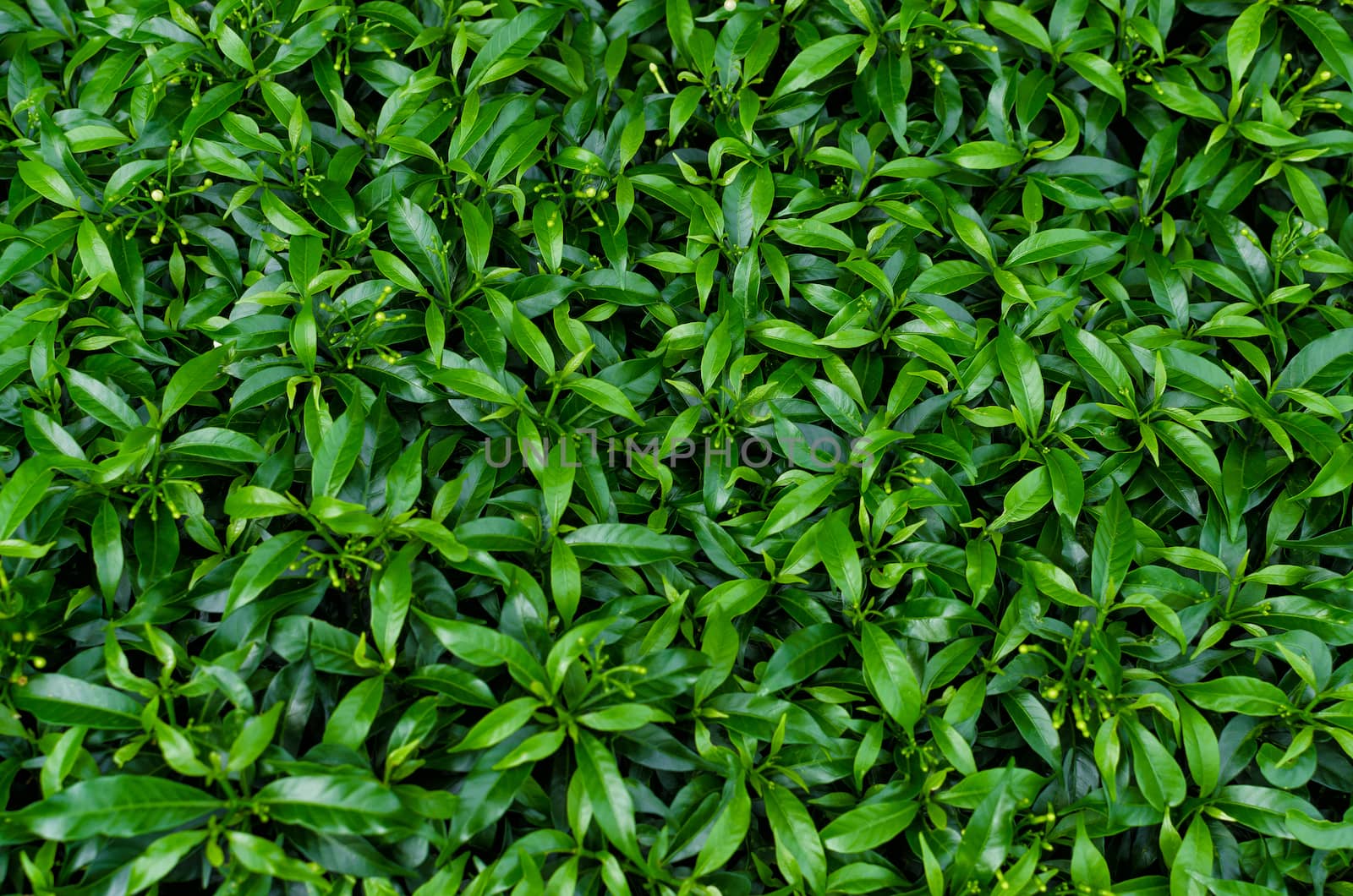 Green leaves background by nopparats