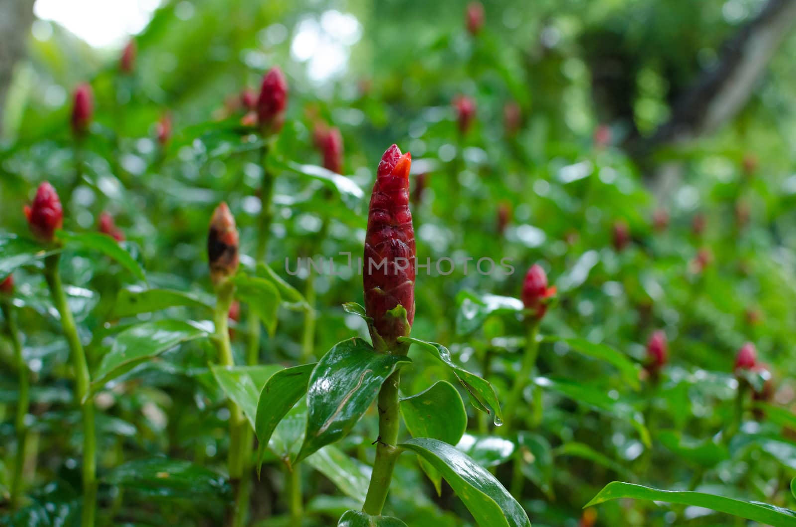 bush of Red Malay Ginger (selective focus), other name are Costus speciosus, Cheilocostus speciosus, Cane Reed, Crape Ginger, Malay Ginger, Spiral Flag, White Costus