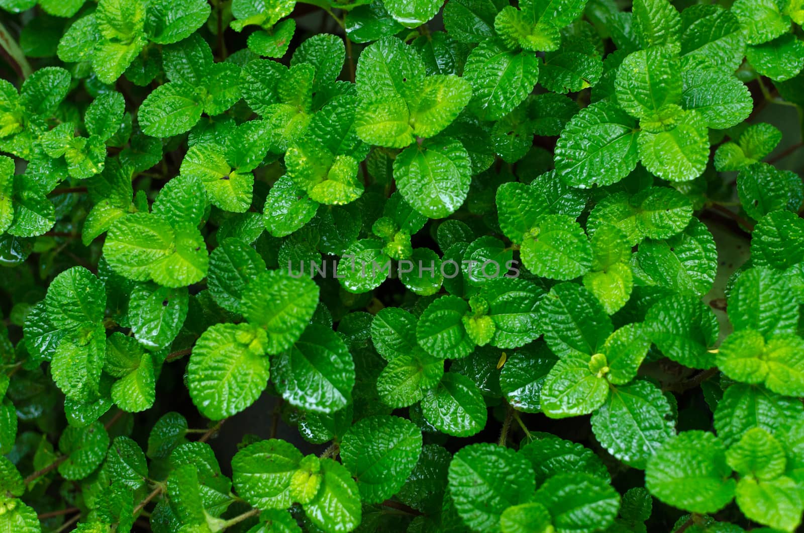 green leaves background in the forest by nopparats