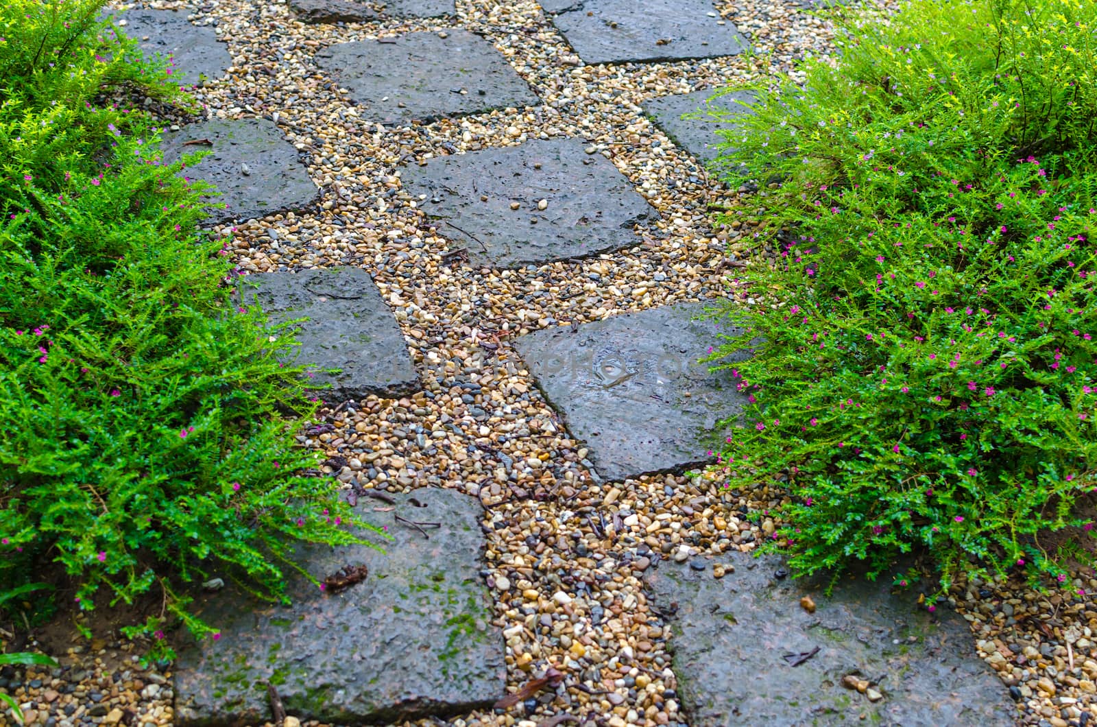 The garden in rainy season