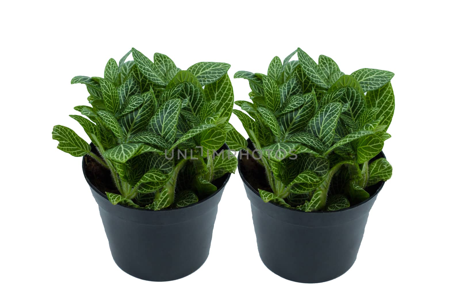 Little twin plant in a black pot. Isolated on white background. Space for text.