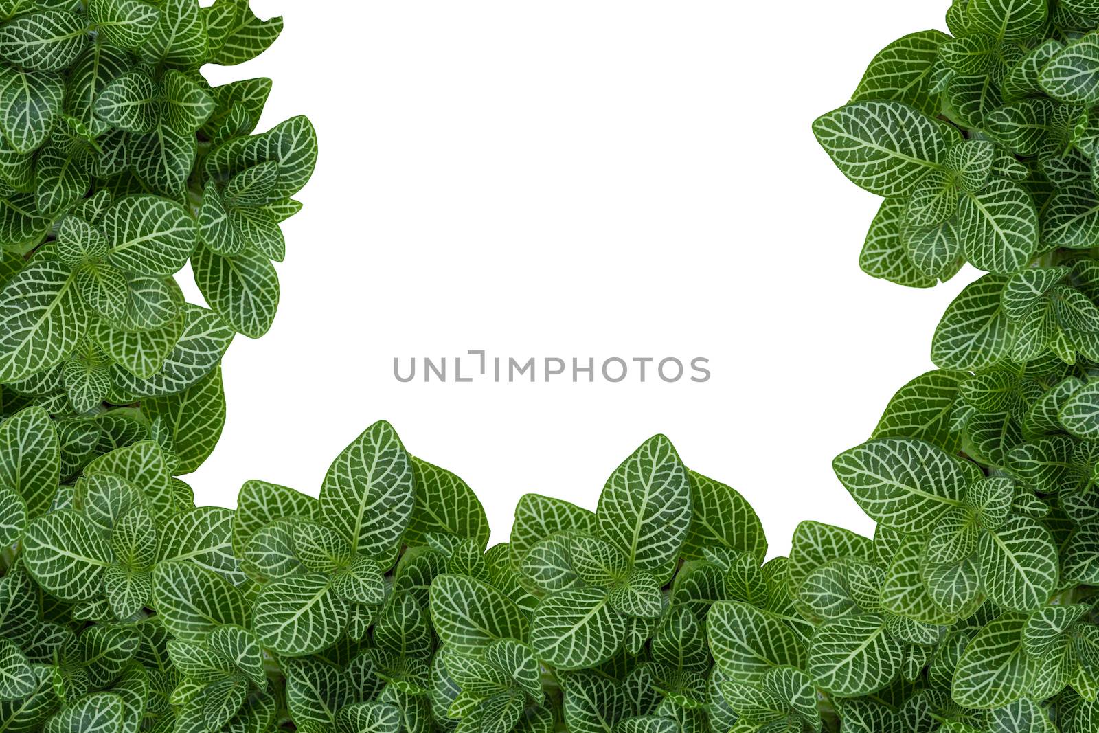 Tropical little plants as a blank frame with rich green plants with a white isolated copy space center.