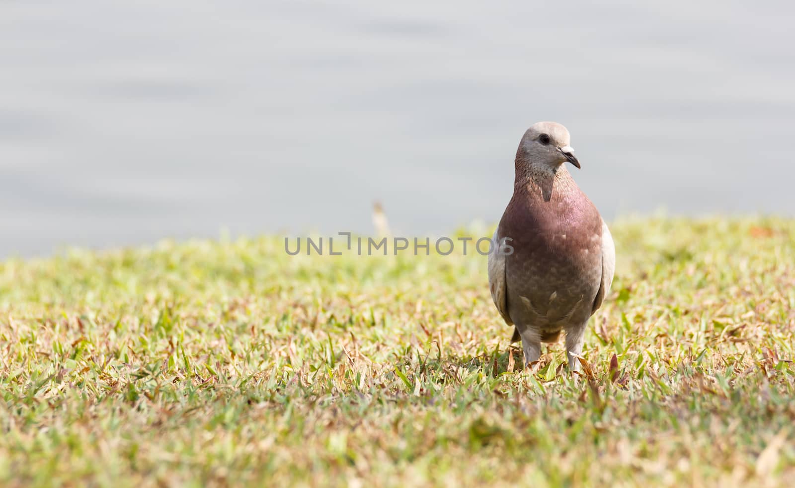 Pigeon on grass in the park