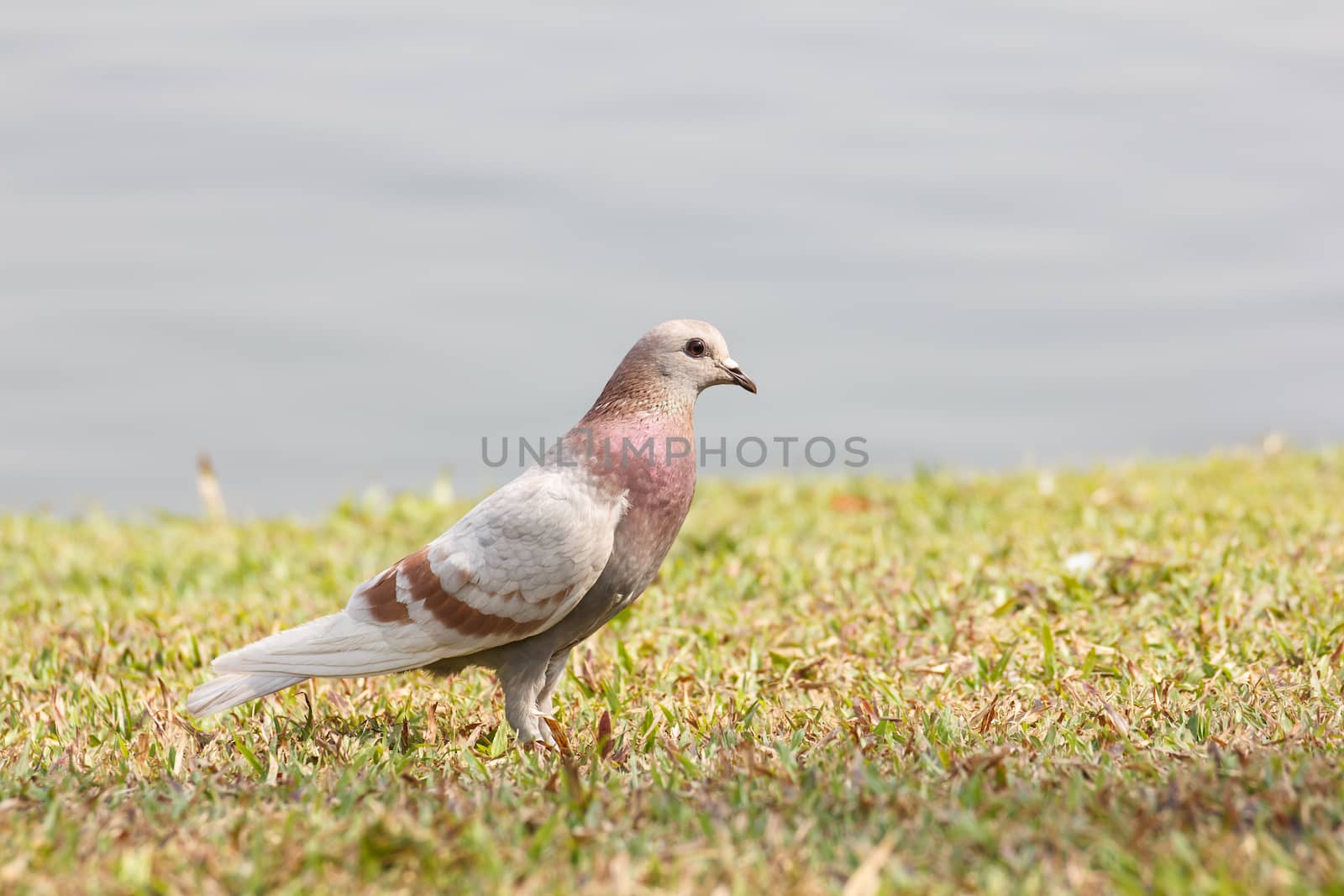 Pigeon on grass  by vitawin