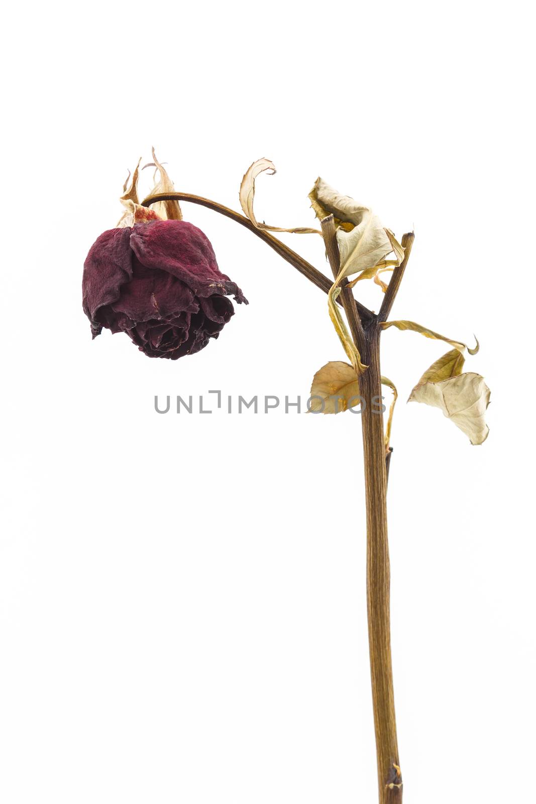 Dried rose on white background  by vitawin