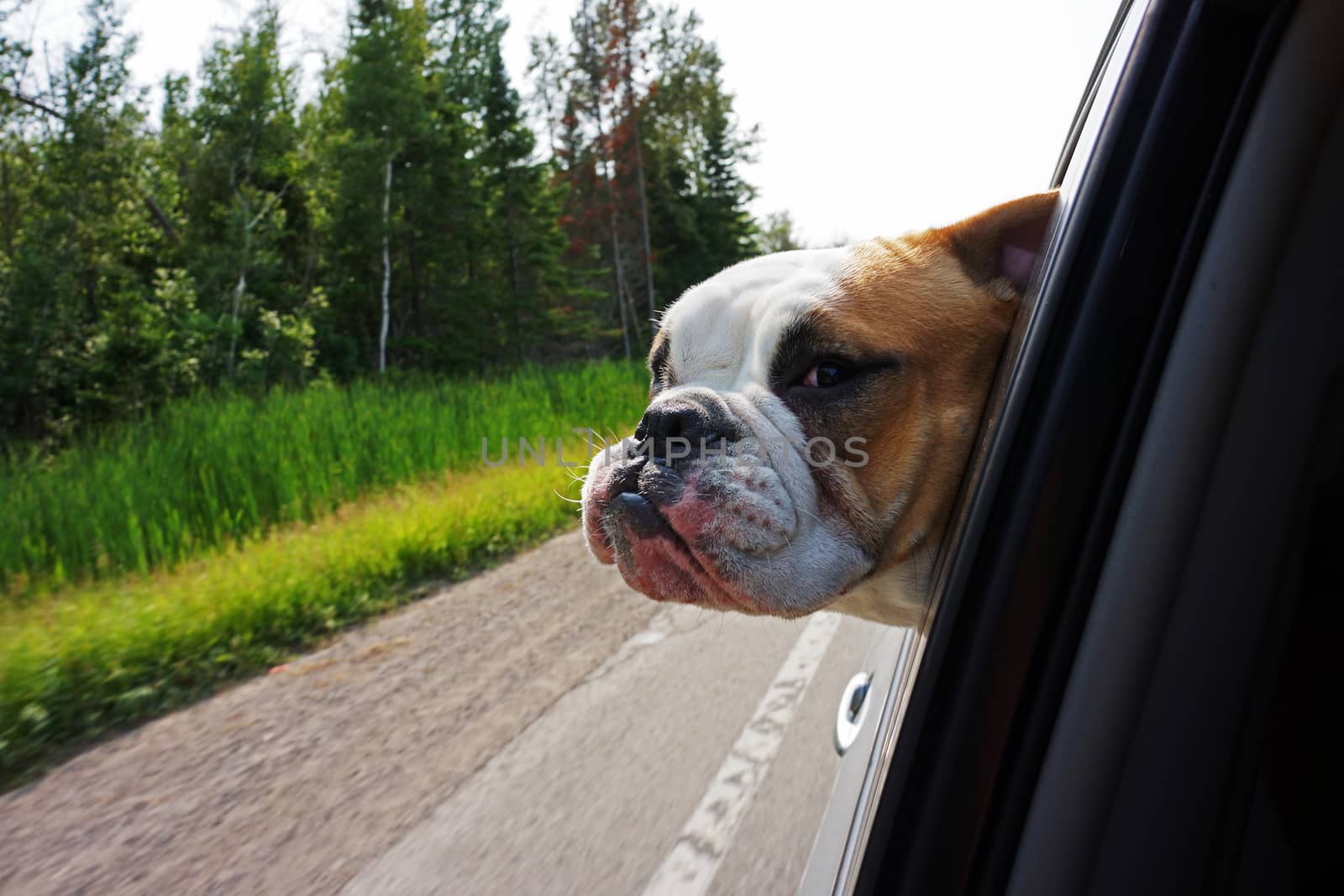 Image of a bulldog hanging head out of car window while driving along                             