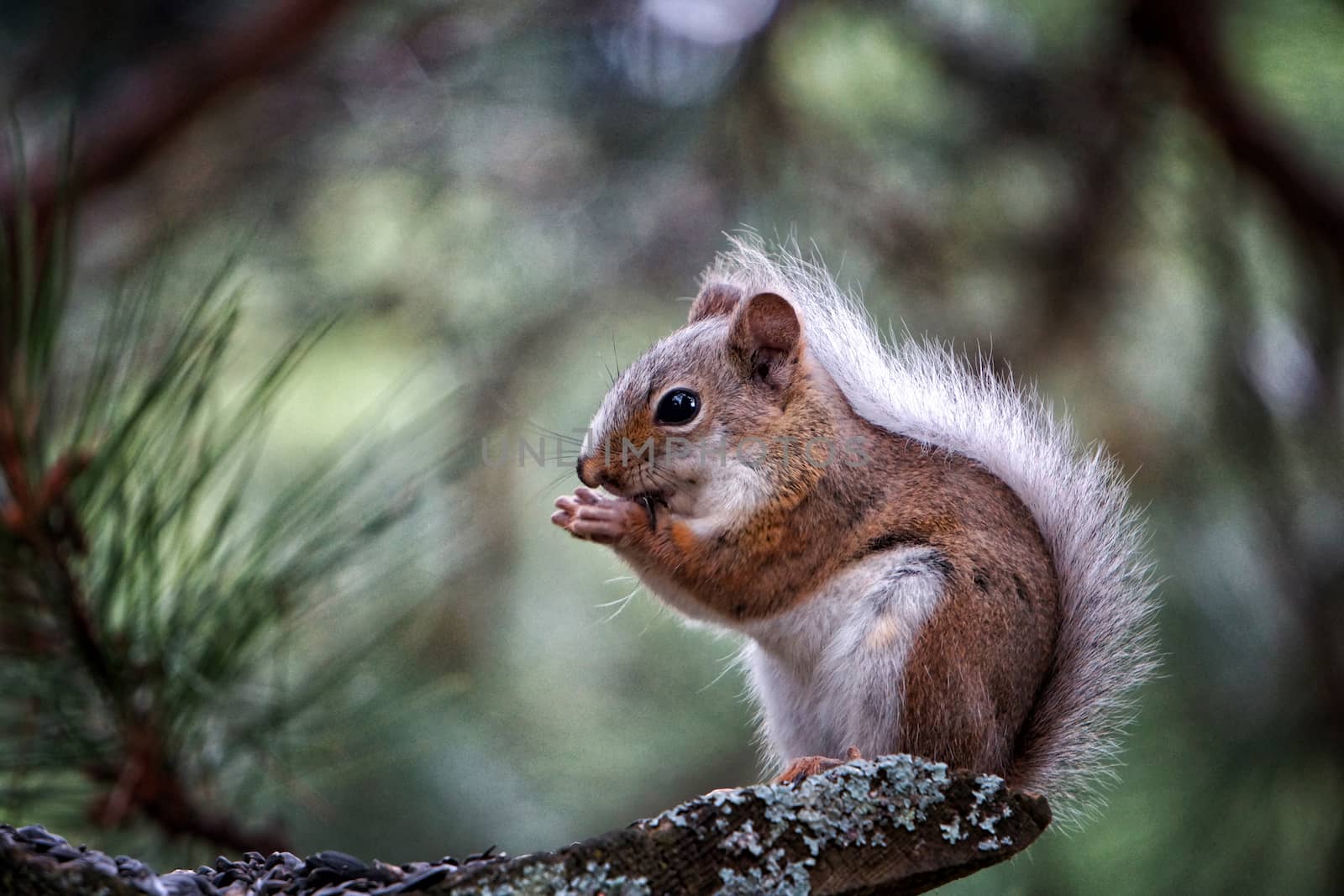 Image of a cute squirrel in a tree eating seeds