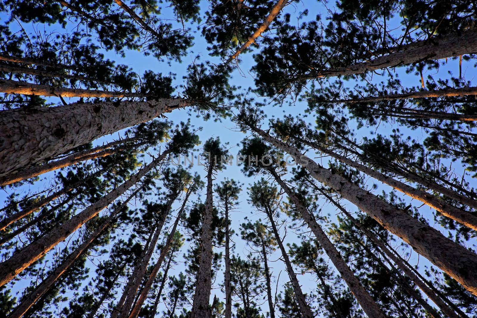 Image taken in a grove of pine trees looking up towards sky