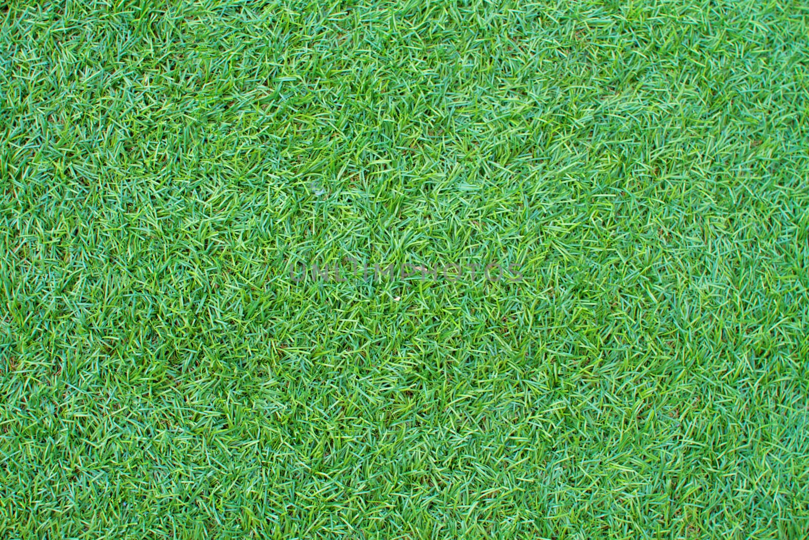 Grass green color.