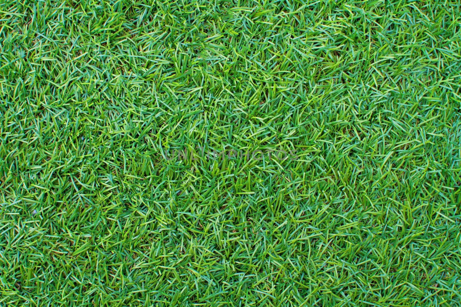 Grass green color.