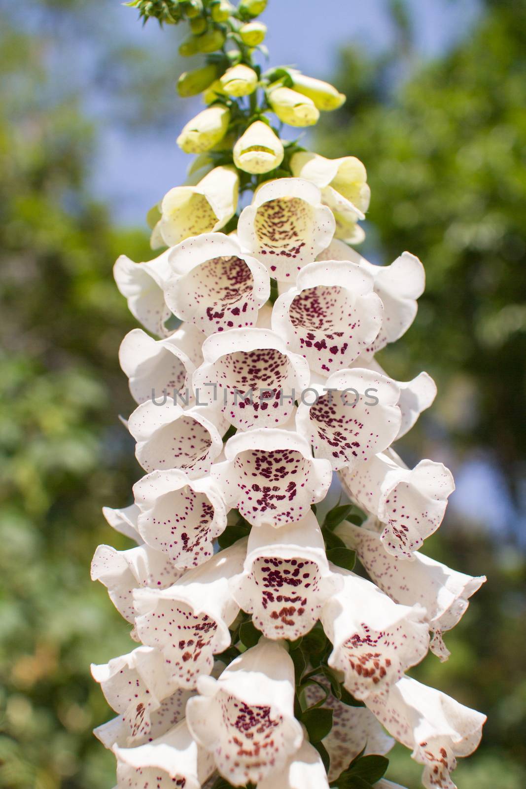 Foxglove - Isolated while bell-shaped flowers on a white background - Digitalis purpurea. The leaves of the Foxglove are also used as an herbal medicine.