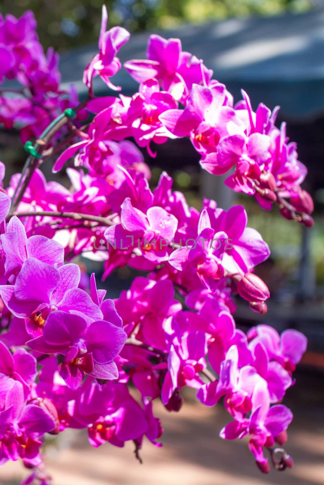 Pink cultivated orchid isolated over black background - ideal greeting card