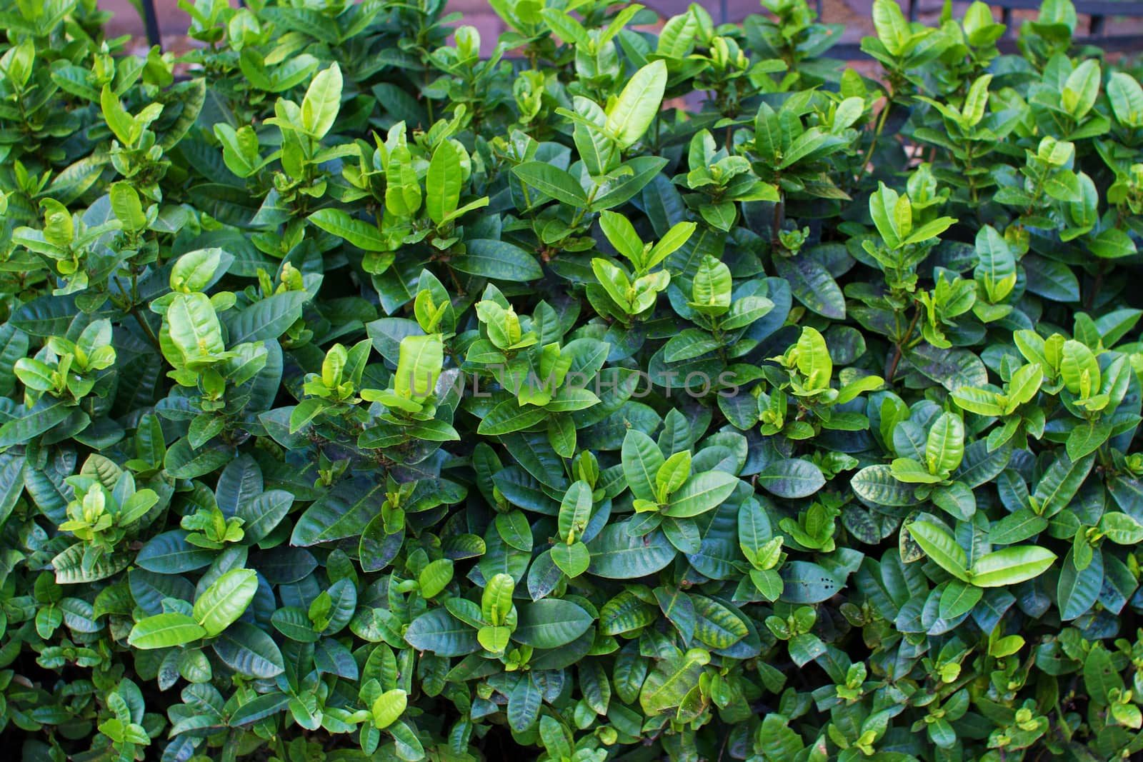 Green leaves texture and background.