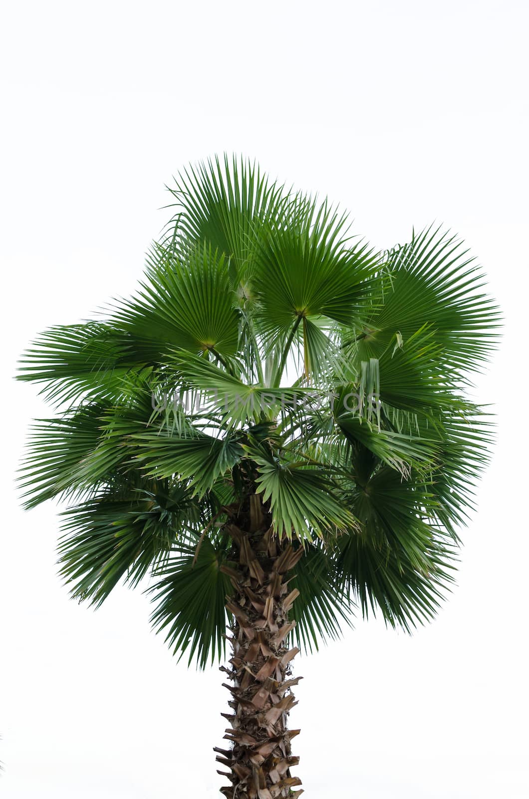Borassus flabellifer, known by several common names, including Asian Palmyra palm, Toddy palm, Sugar palm, or Cambodian palm, tropical tree in the northeast of Thailand isolated on white background.