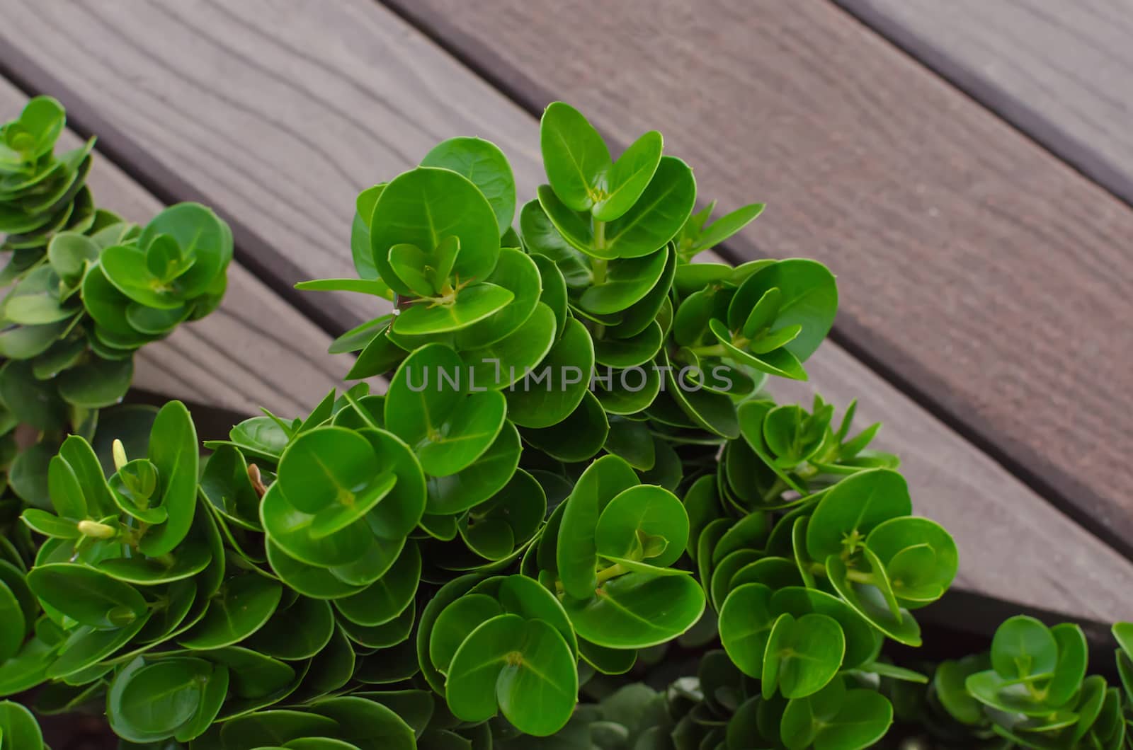 Little plant on wood background