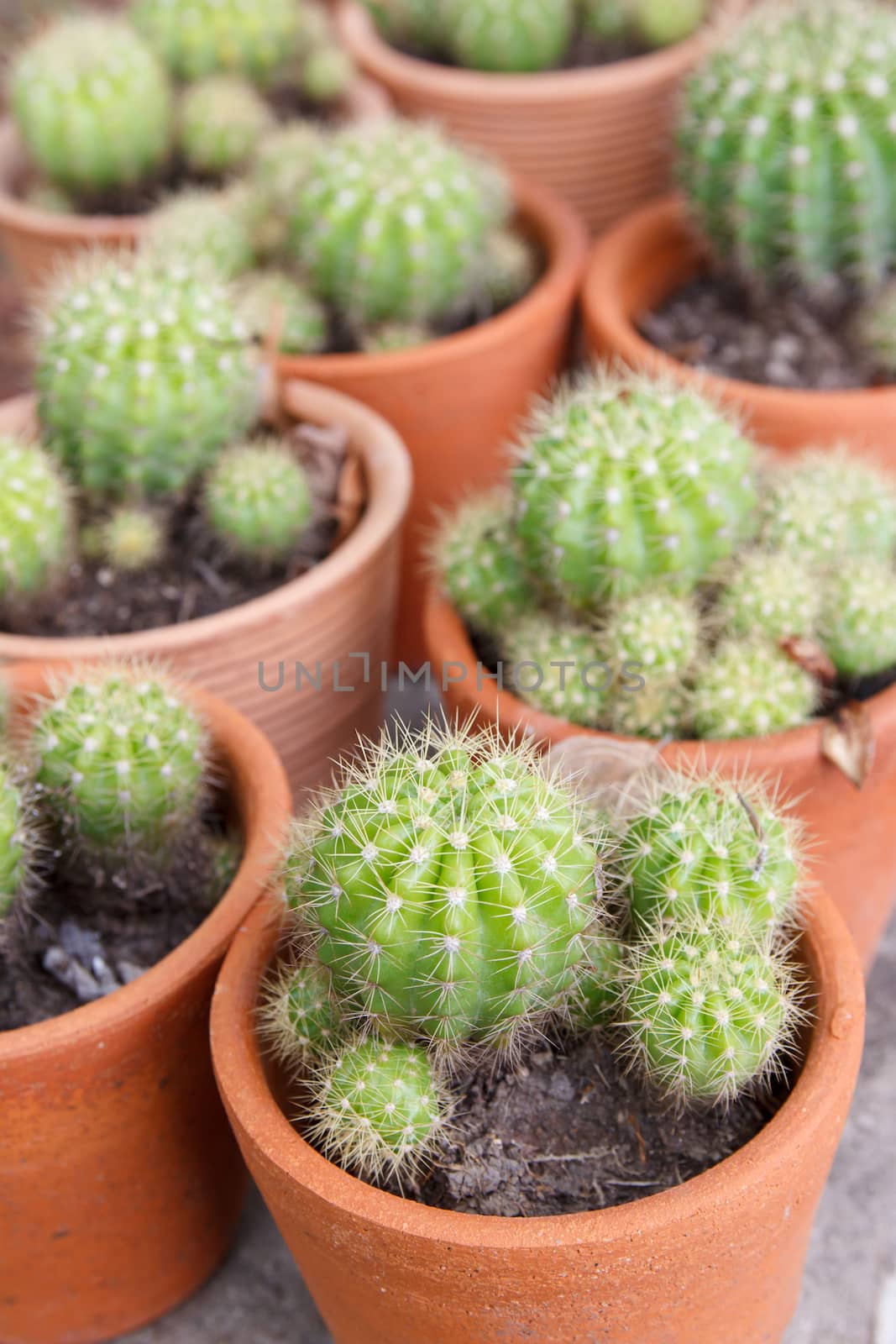 Small cactus(GOLDEN BARREL) in flowerpot