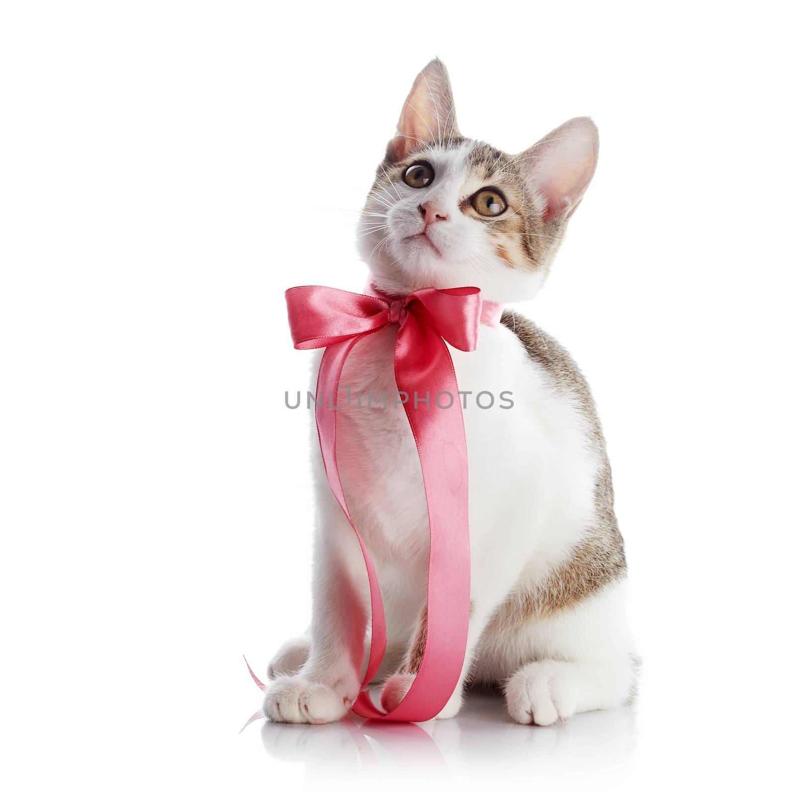 Kitten with a bow. The kitten with a pink tape. Multi-colored small kitten. Kitten on a white background. Small predator. Small cat.