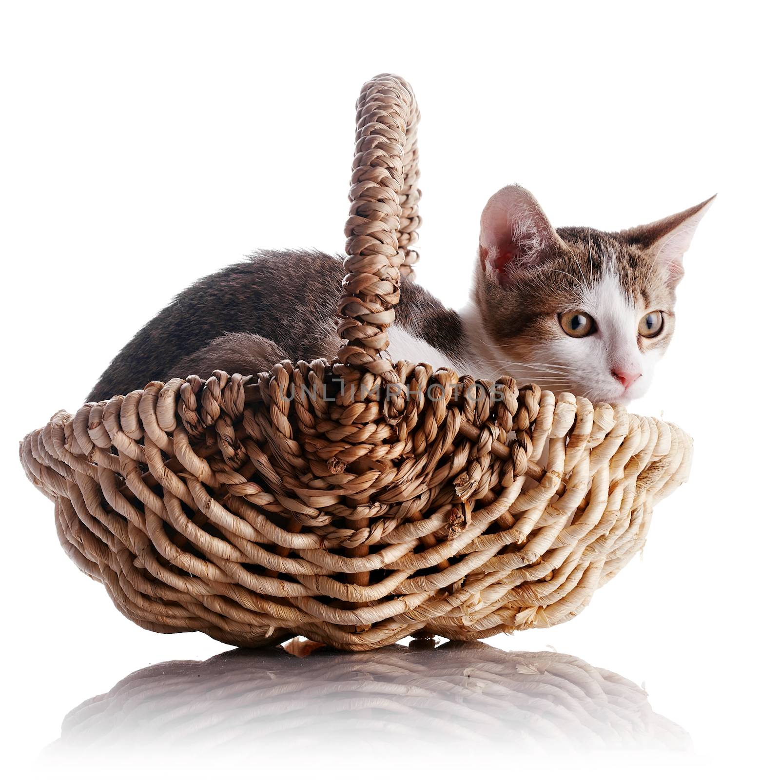 Kitten in a wattled basket by Azaliya