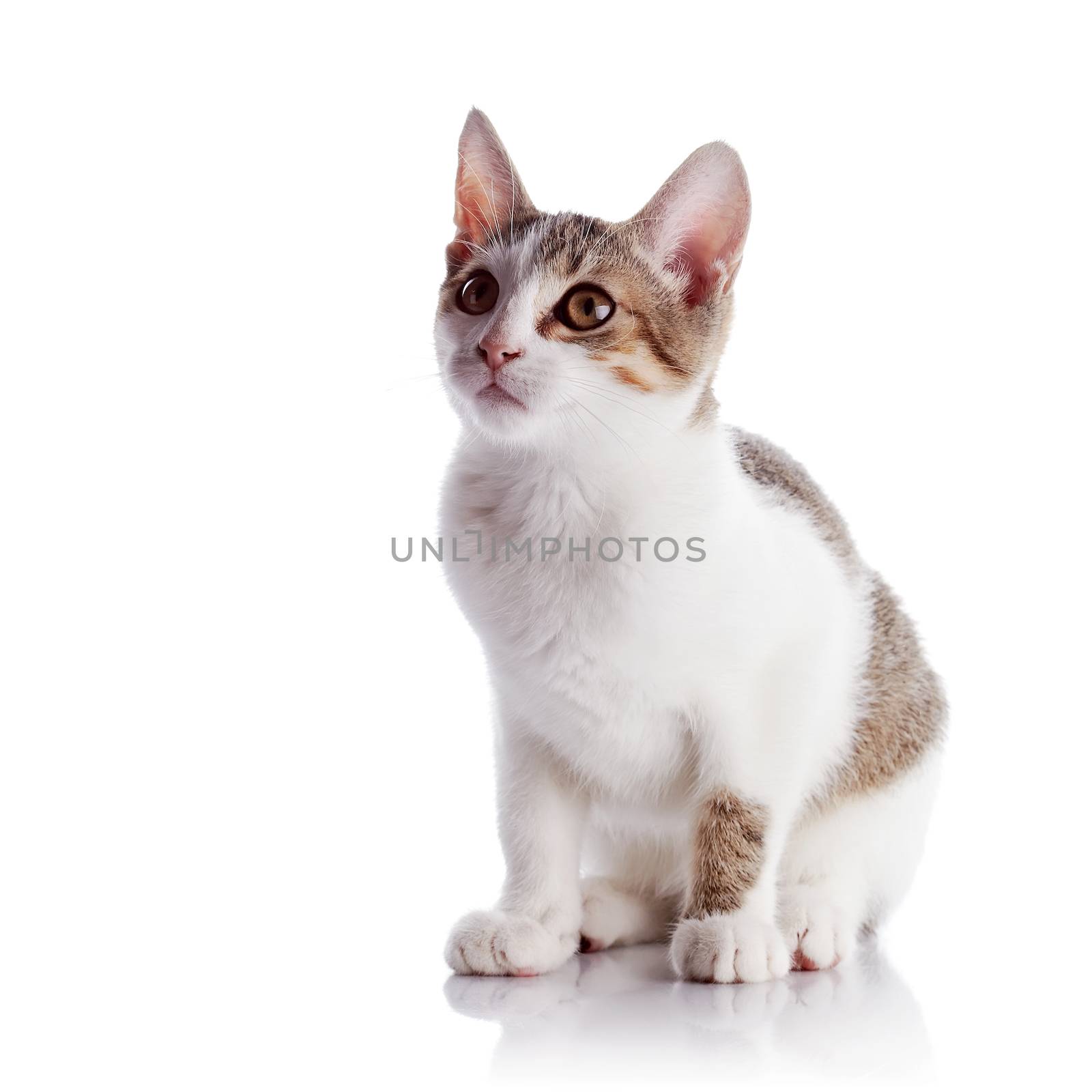 Multi-colored small kitten. Kitten on a white background. Small predator. Small cat.