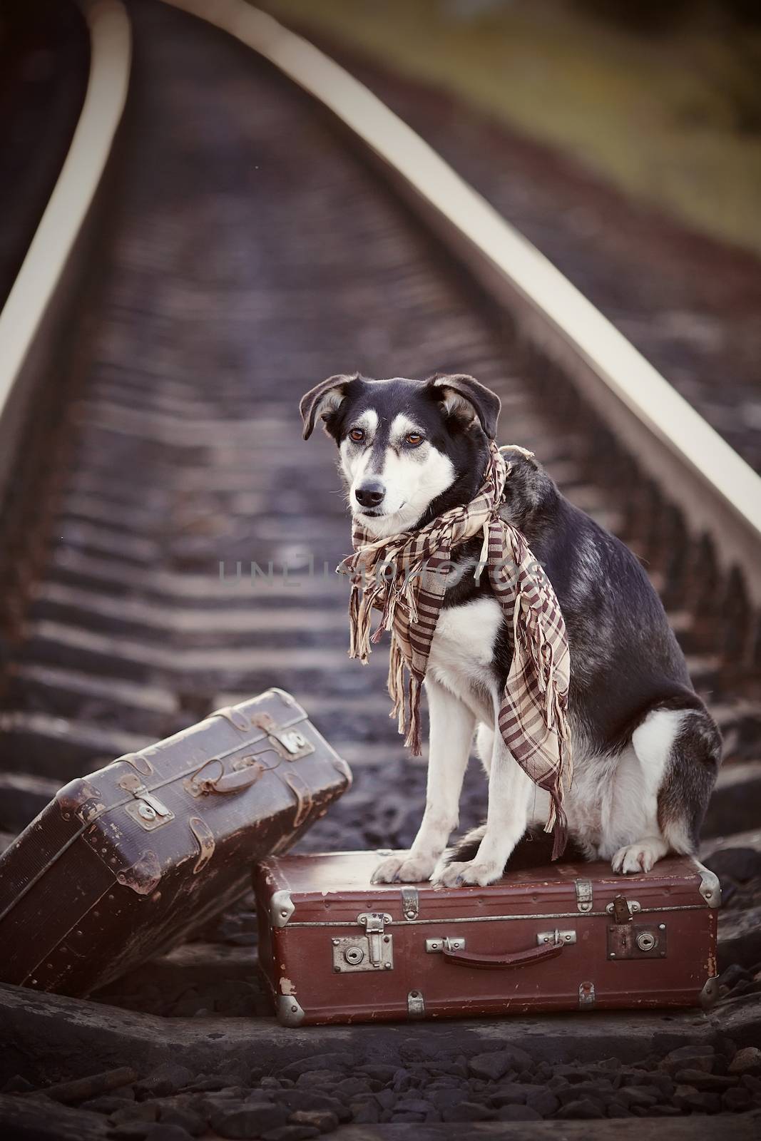 Black-and-white dog sits on a suitcase on rails by Azaliya