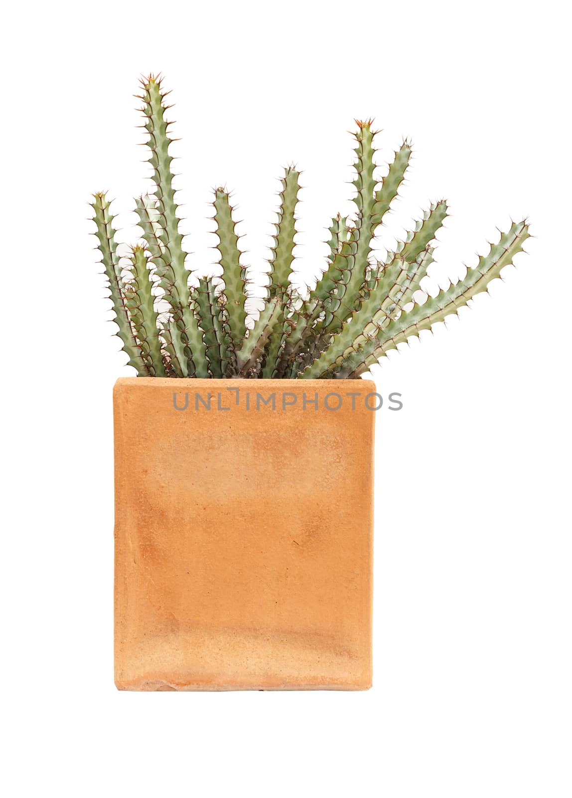 cactus (Euphorbia greenwayi) in flowerpot isolated on white background
