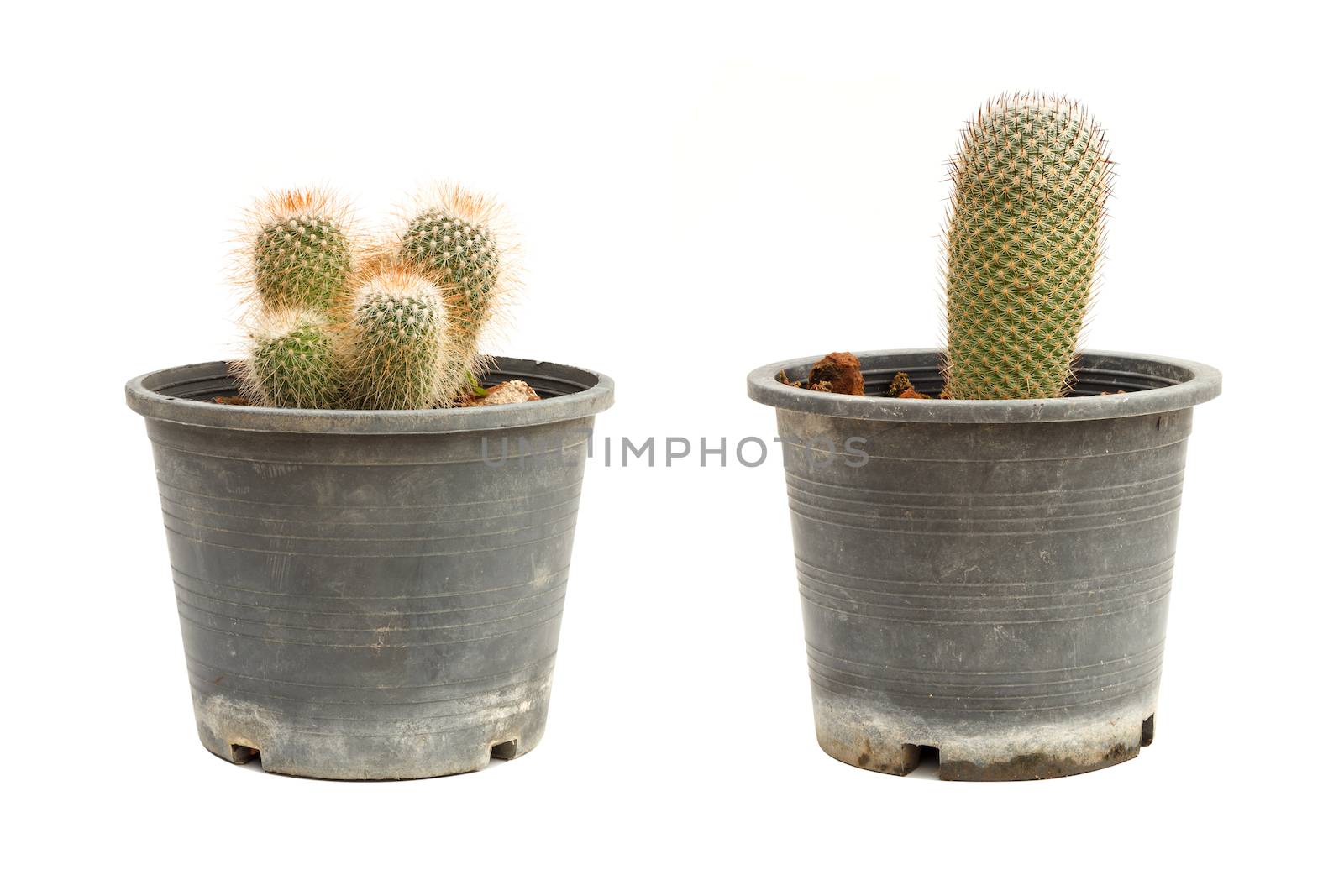 Cactus in flowerpot isolated on white background by vitawin