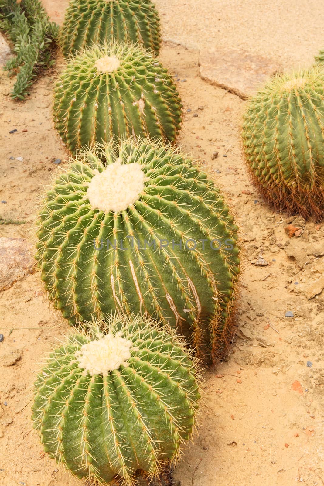 Golden Barrel Cactus ( Echinocactus grusonii)