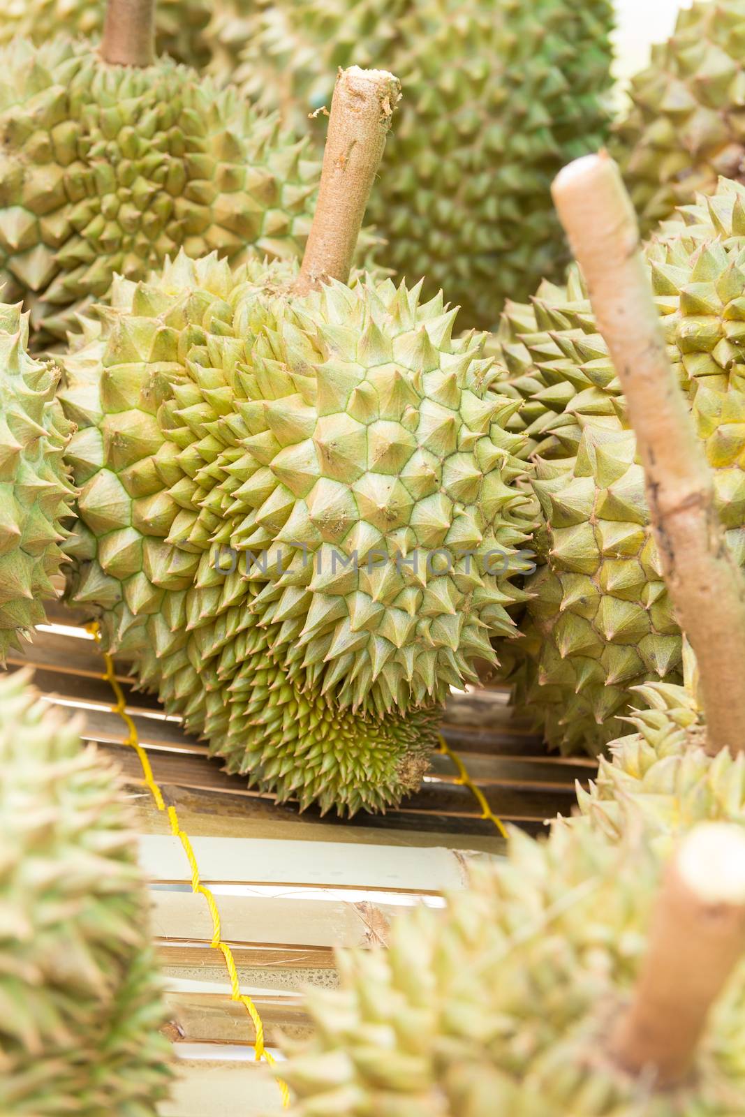 Durian fruit  by vitawin