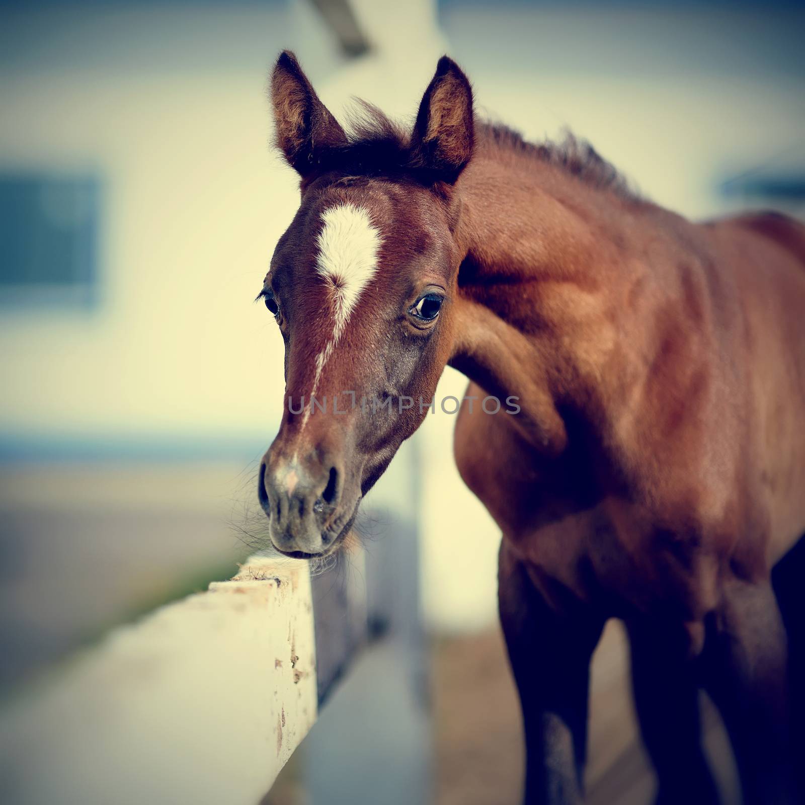 Portrait of a brown foal. Muzzle of a foal. Brown foal. Small horse. Foal with an asterisk on a forehead.