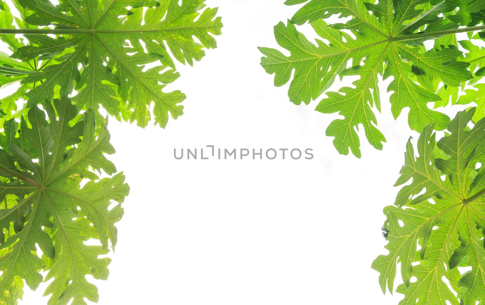 Papaya leaves on white background  by vitawin