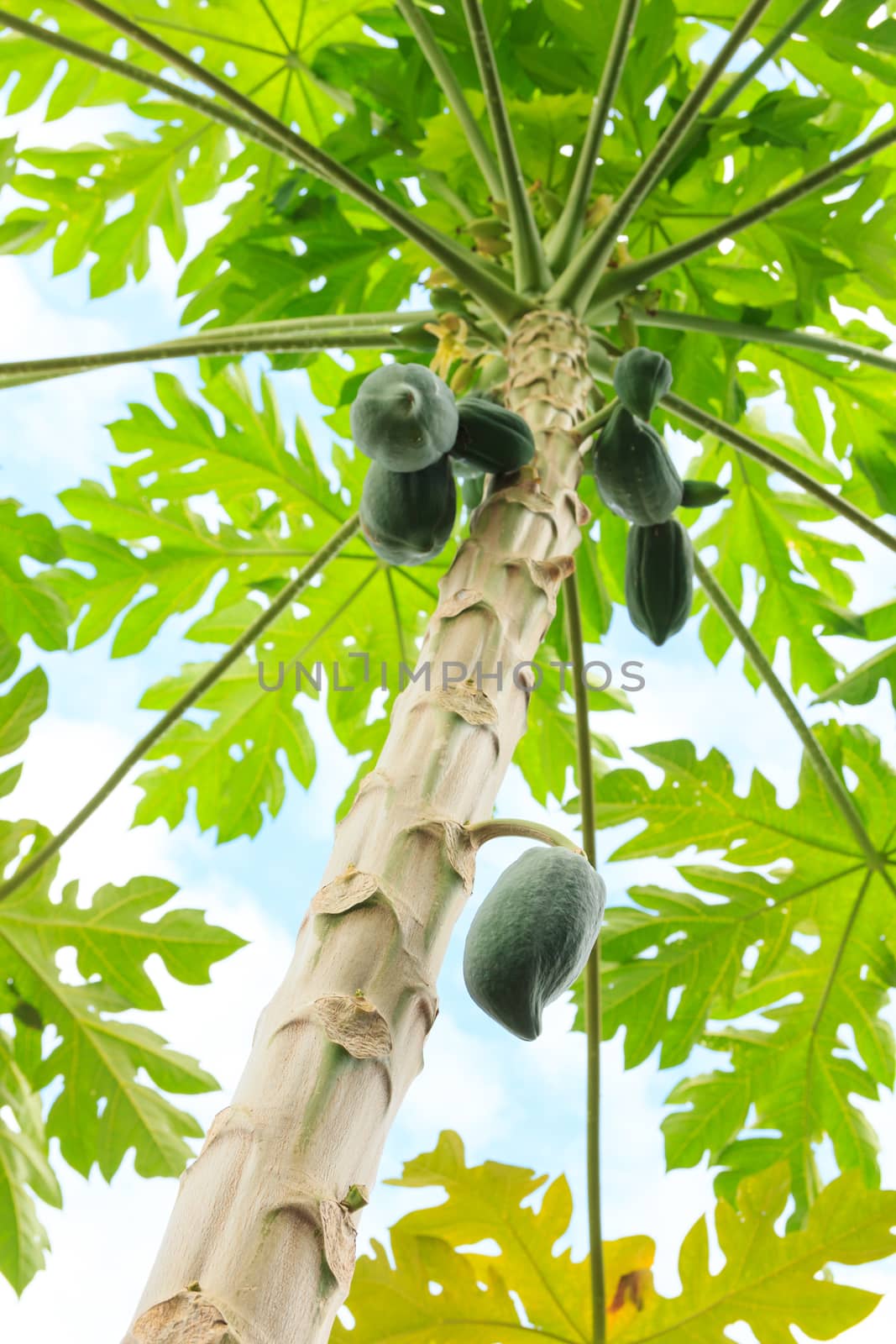 Bunch of papaya fruits on tree