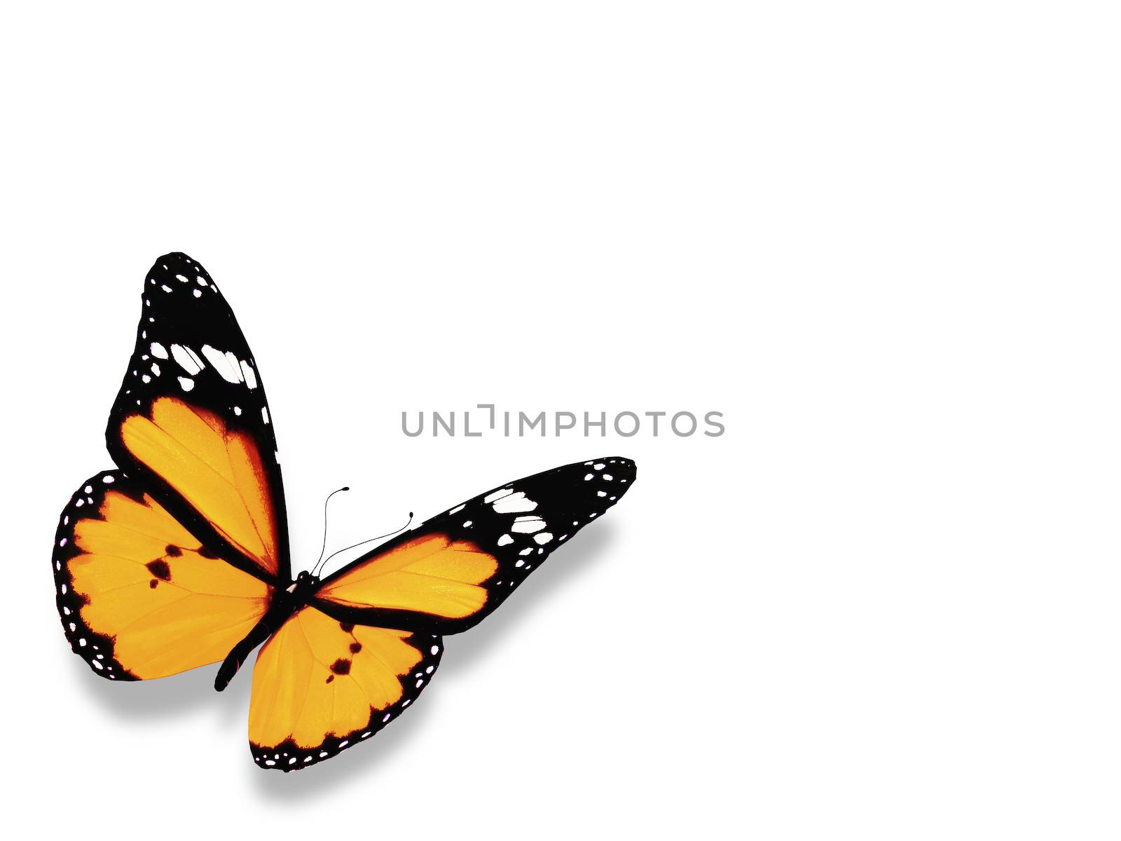 Yellow butterfly, isolated on white background