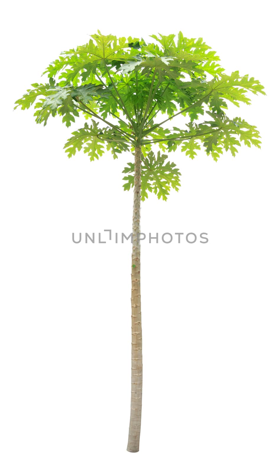 Papaya tree isolated on white background by vitawin