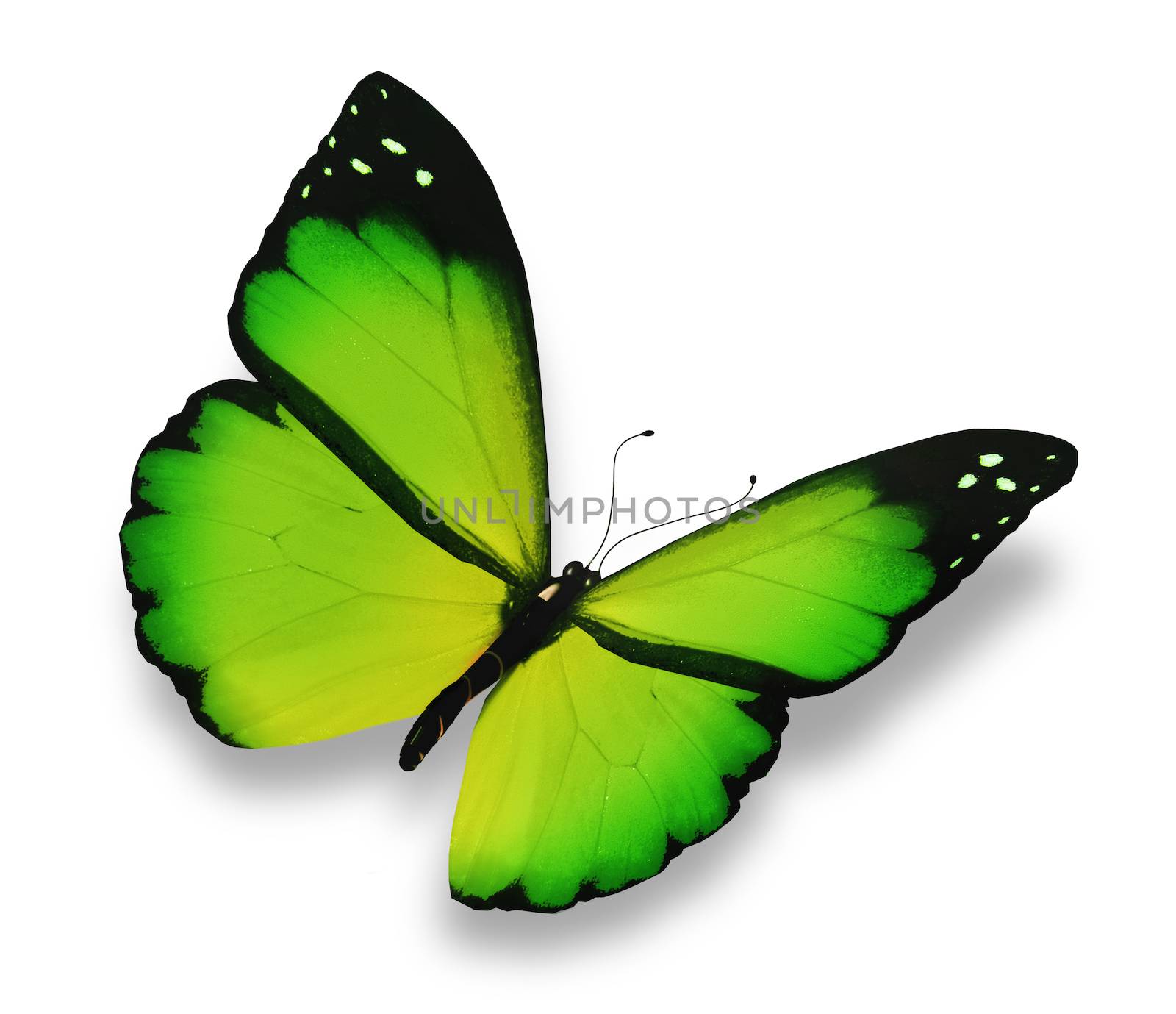 Green butterfly, isolated on white